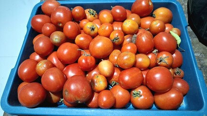 Pile of Red Tomatoes on Market Stand, Fresh Harvested Organic Vegetables for Cooking, Salad, and Healthy Recipes	