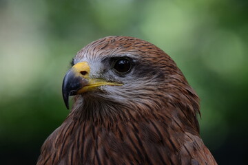 red tailed hawk