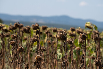 Field of dried sunflowers damaged by drought, with withered stems and wilted flower heads under a hot summer sky