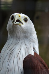 portrait of a bald eagle
