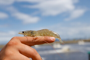 Aquaculture Worker Holding Fresh Vannamei Shrimp at Farm Location