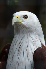 portrait of a bald eagle