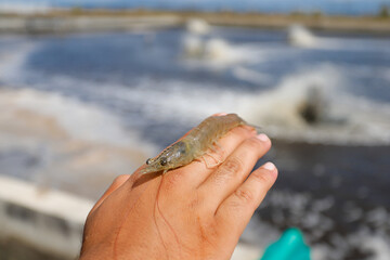 Aquaculture Worker Holding Fresh Vannamei Shrimp at Farm Location