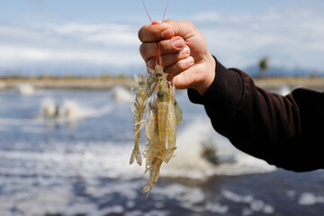 Aquaculture Worker Holding Fresh Vannamei Shrimp at Farm Location