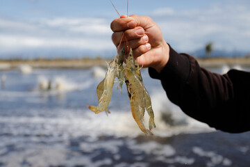 Aquaculture Worker Holding Fresh Vannamei Shrimp at Farm Location