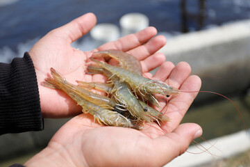 Aquaculture Worker Holding Fresh Vannamei Shrimp at Farm Location