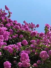 Obraz premium Bougainvillea glabra beautiful pink flowers.