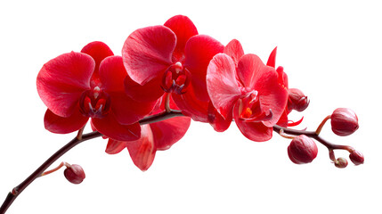 Fototapeta na wymiar Red orchid bloom on white background