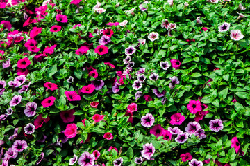 flower Petunia Flowers. arrangement of petunias with dark veins and white calibrachoa in the garden