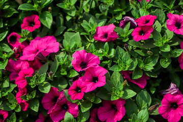 flower Petunia Flowers. arrangement of petunias with dark veins and white calibrachoa in the garden