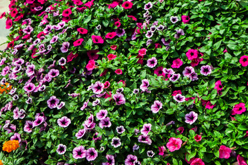 flower Petunia Flowers. arrangement of petunias with dark veins and white calibrachoa in the garden