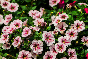 flower Petunia Flowers. arrangement of petunias with dark veins and white calibrachoa in the garden