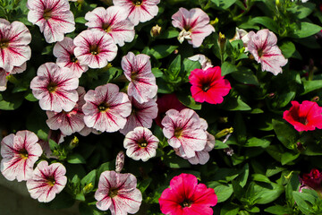 flower Petunia Flowers. arrangement of petunias with dark veins and white calibrachoa in the garden
