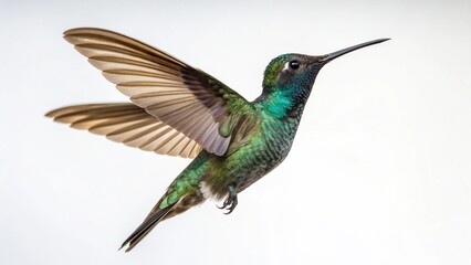 Fototapeta premium Hummingbird on studio background