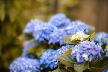 blaue Hortensie