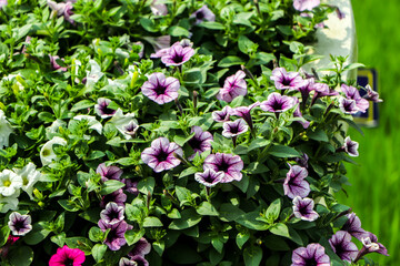 Colorful petunia flowers close up. petunia flowers in the garden.Petunia flower (Petunia hybrida). Blooming in the garden