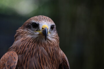 red tailed hawk