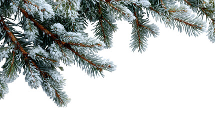 Obraz premium Snow-covered fir branches on white background