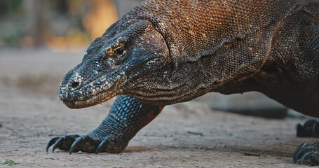 Komodo dragon walking slowly across the rugged terrain of rinca island, Indonesia, showcasing its...