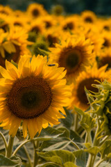 Sonnenblume Nahaufnahme