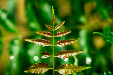 New top leaf of neem plant. Azadirachta indica. Medicine tree