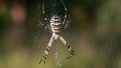 spider on the web
