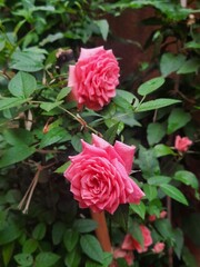 Rose rosa nel giardino