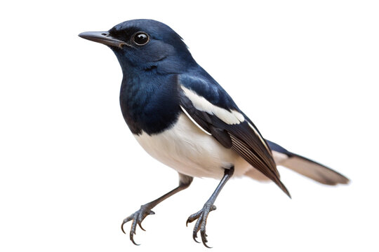 Oriental Magpie-Robin (Doyel Bird) &ndash; Studio Wildlife Photo Isolated on White Background