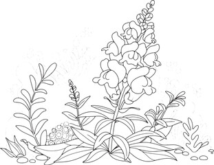 Delicate Snapdragons outlined in a harmonious botanical arrangem