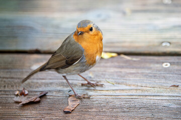 Close up of a robin redbreast on a wooden floor looking at the camera