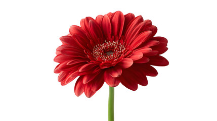 Red gerbera daisy flower with green stem on a white background