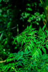 New top leaf of neem plant. Azadirachta indica. Medicine tree