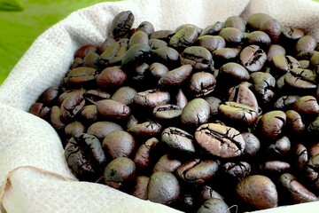 farming, dry, drink, crop, coffee plantation, coffee industry, coffee beans, closeup, chiang mai, brazil, beverage, berry, beans, bean, 4k, aged, agriculture, arabica, aroma, asia, background, brown, 