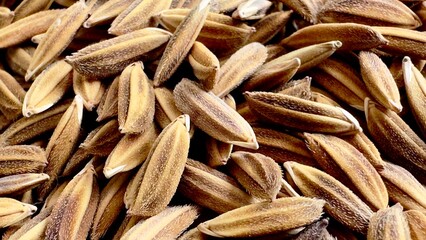 Raw rice grains, also known as paddy rice, are covered with a husk, which is light brown to golden in color and has a fine, hair-like texture. The husk is long and slender with a pointed 