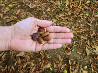 Young male hand holding chestnut and acorn during autumn, 