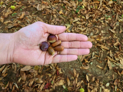 Young male hand holding organic chestnut and acorn. Autumn harvest and forest foraging concept.