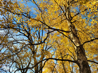 Golden tree leaves against blue sky with the sun. Aautumn background with yellow trees, falling leaves natural