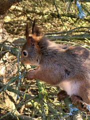 squirrel in a tree