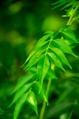 New top leaf of neem plant. Azadirachta indica. Medicine tree