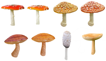 Collection of mushrooms isolated on transparent background, for cottage core, autumn, fall, cooking and whimsical designs