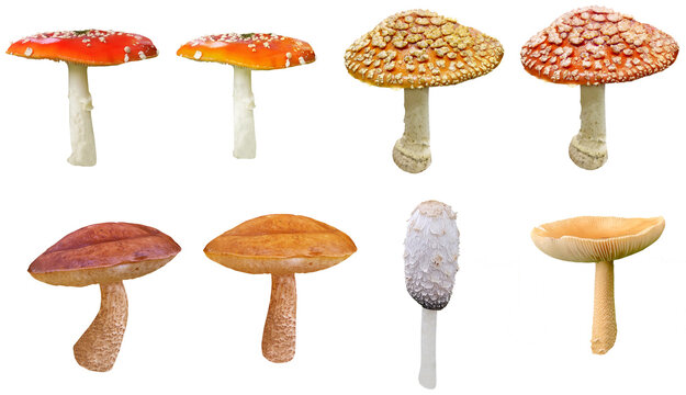 Collection of mushrooms isolated on transparent background, for cottage core, autumn, fall, cooking and whimsical designs