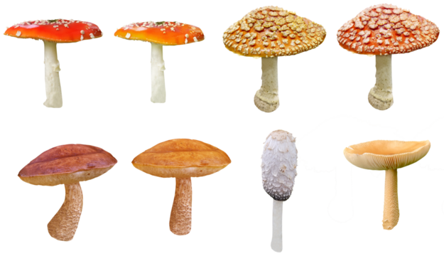 Collection of mushrooms isolated on transparent background, for cottage core, autumn, fall, cooking and whimsical designs