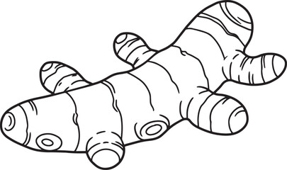 Detailed black and white line drawing of a turmeric root, isolat