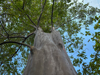 majestic Eucalyptus deglupta tree trunk, with its smooth, multi-colored gray bark, extends upwards towards a canopy of green leaves and a clear blue sky.