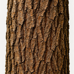 Obraz premium Rough bark close-up natural texture