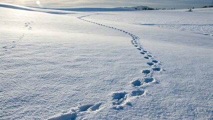 Obraz premium Footprints Across Pristine Snowfield: A Winter Landscape of Serenity and Exploration Under a Bright Sky.