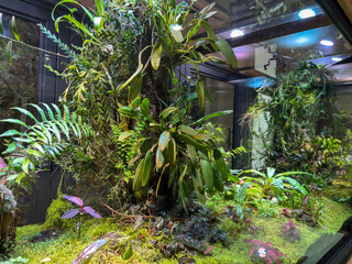 A lush, detailed terrarium ecosystem with ferns, epiphytic plants, and mossy ground, creating a...