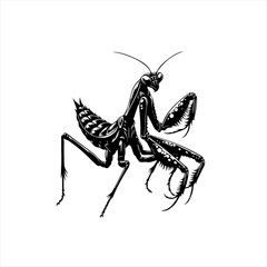 Praying mantis illustration