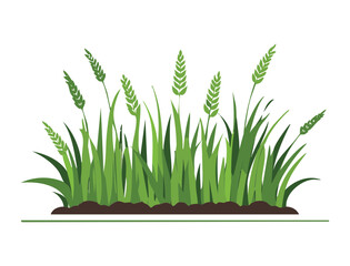  Wild Grass with Reeds Growing from Ground