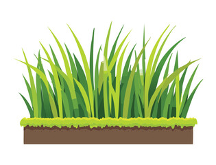 Cross Section of a Beautiful Green Grass